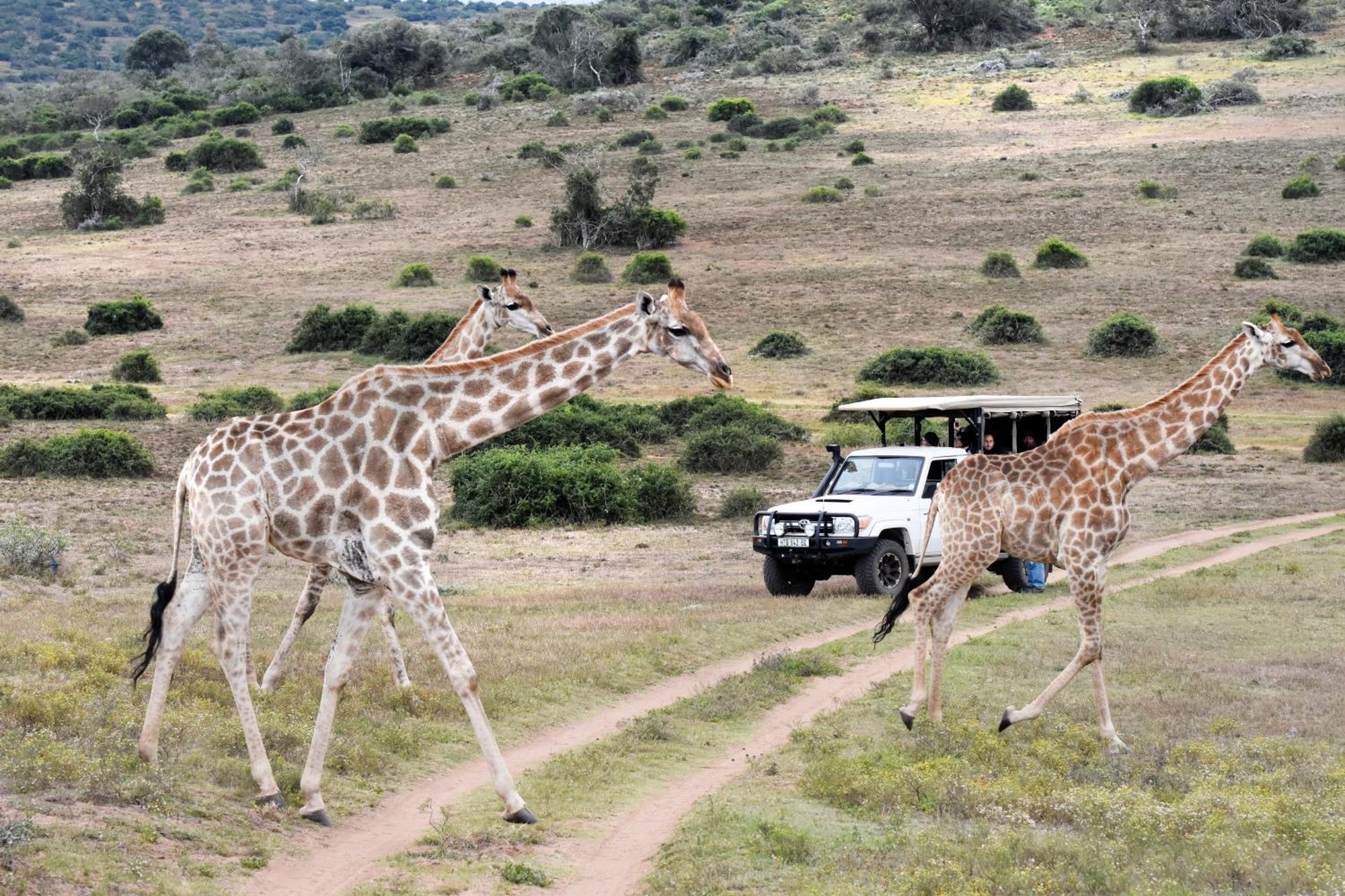 Zuurberg Mountain Village Addo Luaran gambar