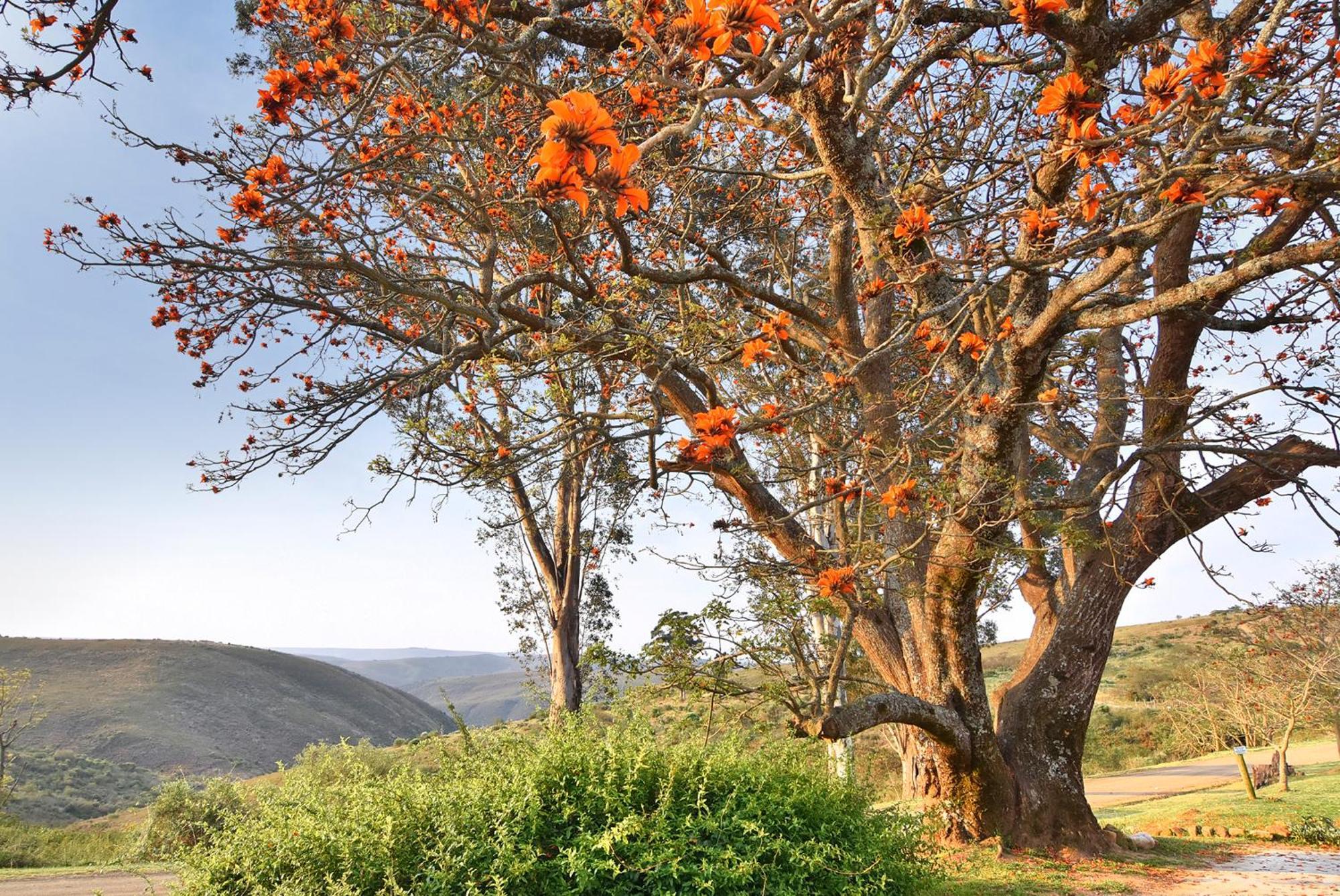 Zuurberg Mountain Village Addo Luaran gambar